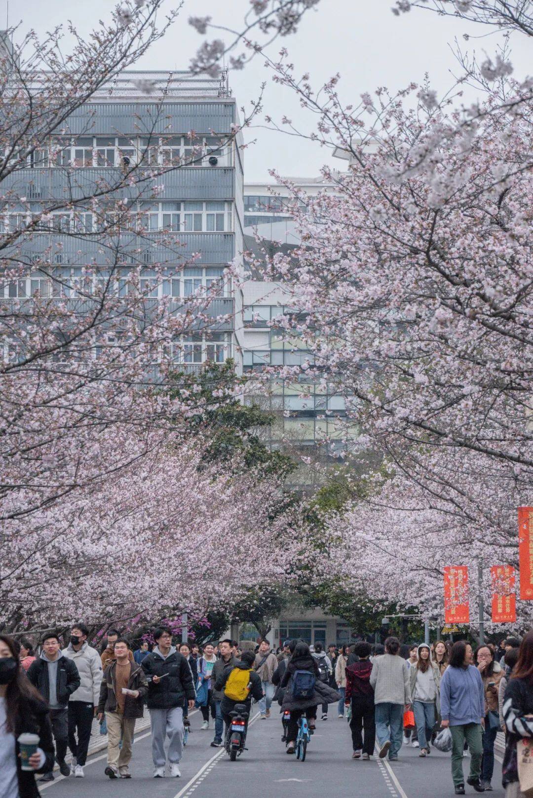 【携程攻略】上海同济大学景点,同济大学，樱花大道。一年一度春，春春动心弦。